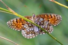 Melitaea diamina, Mélitée noirâtre (La)