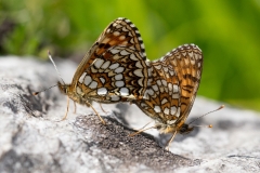 Melitaea diamina, Mélitée noirâtre (La)
