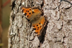 Nymphalis polychloros, Grande tortue (La)