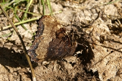Nymphalis polychloros, Grande tortue (La)
