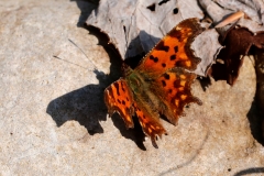 Polygonia c-album, Robert-le-diable (Le)