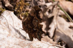 Polygonia c-album, Robert-le-diable (Le)
