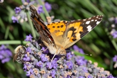 Vanessa cardui, Belle-Dame (La)