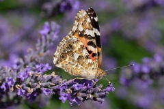 Vanessa cardui, Belle-Dame (La)