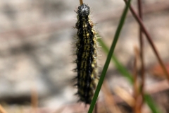 Aglais urticae, Petite Tortue (La)