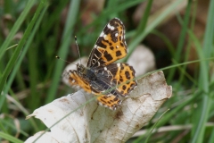 Araschnia levana, Carte géographique (La)