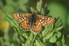 Euphydryas aurinia sareptana, Damier de la Succise (Le)