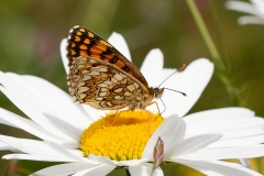 Melitaea celadussa, Mélitée de Fruhstorfer (La)