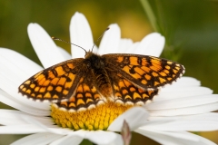 Melitaea celadussa, Mélitée de Fruhstorfer (La)