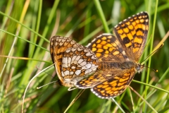 Melitaea celadussa, Mélitée de Fruhstorfer (La)