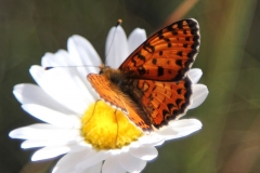 Melitaea didyma, Mélitée orangée (La)