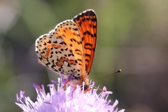 Melitaea didyma, Mélitée orangée (La)