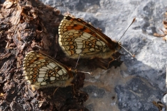 Melitaea varia, Mélitée de la Gentiane (La)