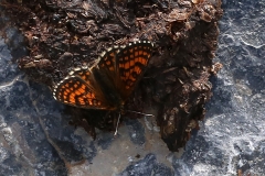 Melitaea varia ; Mélitée de la Gentiane (La), Mélitée alpine (La), Damier de la Gentiane (Le), Petit Damier (Le), Mélitée variée (La)