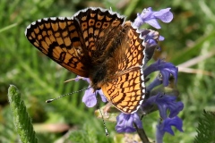 Melitaea cinxia ; Mélitée du Plantain (La), Déesse à ceinturons (La), Damier du Plantain (Le), Damier pointillé (Le), Damier (Le), Mélitée de la Piloselle (La)