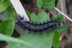 Euphydryas aurinia sareptana, Damier de la Succise (Le)