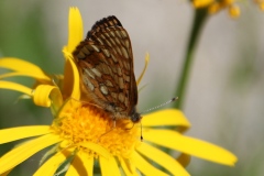 Euphydryas cynthia ; Damier de l'alchémille (Le), Mélitée alpestre (La), Damier dimorphe (Le)