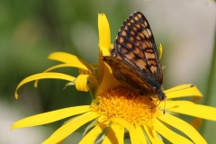 Euphydryas cynthia ; Damier de l'alchémille (Le), Mélitée alpestre (La), Damier dimorphe (Le)