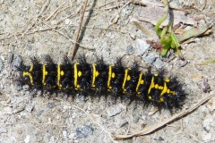 Euphydryas cynthia ; Damier de l'alchémille (Le), Mélitée alpestre (La), Damier dimorphe (Le)