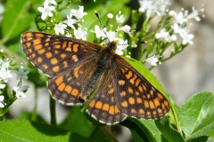 Euphydryas intermedia ; Damier du Chèvrefeuille (Le)