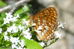 Euphydryas intermedia ; Damier du Chèvrefeuille (Le)