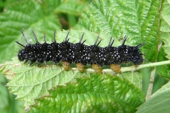 Aglais io ; Paon-du-jour (Le), Paon de jour (Le), Œil-de-Paon-du-Jour (Le), Paon (Le), Œil-de-Paon (L')