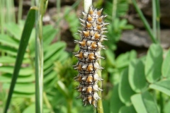Melitaea didyma ; Mélitée orangée (La), Damier orangé (Le), Diane (La)