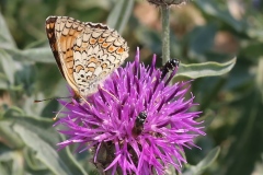 Melitaea phoebe ; Mélitée des Centaurées (La), Grand Damier (Le)