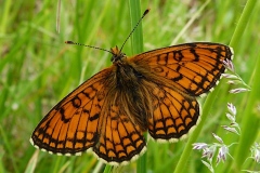 Melitaea parthenoides ; Mélitée de la Lancéole (La), Mélitée des Scabieuses (La), Damier Parthénie (Le)
