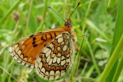 Melitaea parthenoides ; Mélitée de la Lancéole (La), Mélitée des Scabieuses (La), Damier Parthénie (Le)