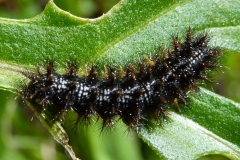 Melitaea phoebe sur centaurée ; Mélitée des Centaurées (La), Grand Damier (Le)