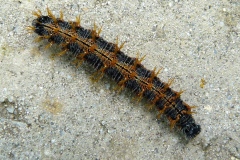 Nymphalis polychloros ; Grande Tortue (La), Vanesse de l'Orme (La), Grand-Renard (Le), Doré (Le)
