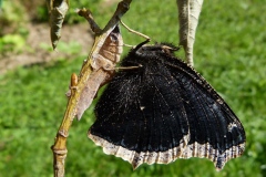 Nymphalis antiopa ; Morio (Le), Manteau royal (Le), Velours (Le), Manteau-de-deuil (Le)