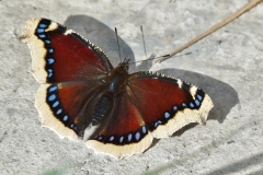 Nymphalis antiopa ; Morio (Le), Manteau royal (Le), Velours (Le), Manteau-de-deuil (Le)