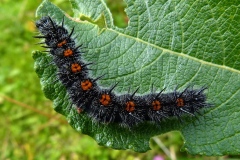 Nymphalis antiopa ; Morio (Le), Manteau royal (Le), Velours (Le), Manteau-de-deuil (Le)