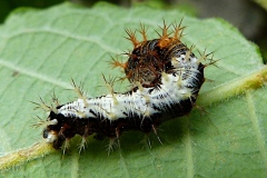 Polygonia c-album sur saule ; Gamma (Le), Robert-le-diable (Le), C-blanc (Le), Dentelle (La), Vanesse Gamma (La), Papillon-C (Le)
