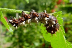 Polygonia c-album ; Gamma (Le), Robert-le-diable (Le), C-blanc (Le), Dentelle (La), Vanesse Gamma (La), Papillon-C (Le)