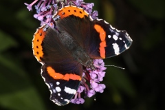 Vanessa atalanta ; Vulcain (Le), Amiral (L'), Vanesse Vulcain (La), Chiffre (Le), Atalante (L')