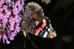 Vanessa atalanta ; Vulcain (Le), Amiral (L'), Vanesse Vulcain (La), Chiffre (Le), Atalante (L')