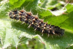 Vanessa cardui ; Vanesse des Chardons (La), Belle-Dame (La), Vanesse de L'Artichaut (La), Vanesse du Chardon (La), Nymphe des Chardons (La)