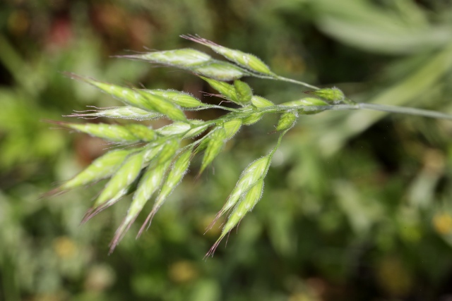 Bromus hordeaceus ; Brome mou, Brome orge
