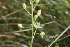 Loncomelos pyrenaicus (=Ornithogalum pyrenaicum) ; Ornithogale des Pyrénées, Loncomélos des Pyrénées, Aspergette 
