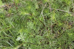 Artemisia campestris ; Armoise champêtre, Aurone des champs, Armoise rouge