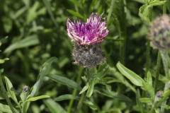 Centaurea scabiosa ; Centaurée scabieuse
