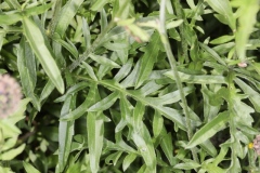 Centaurea scabiosa ; Centaurée scabieuse
