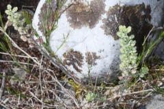 Alyssum alyssoides ; Alysson faux alysson, Alysson à calice persistant