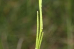Arabis hirsuta ; Arabette poilue, Arabette hérissée, Arabette hirsute