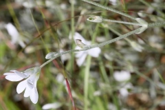 Cerastium brachypetalum ; Céraiste à pétales courts