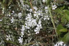 Cerastium brachypetalum ; Céraiste à pétales courts