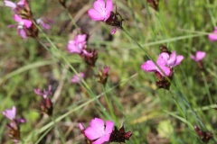 Dianthus carthusianorum ; Œillet des Chartreux